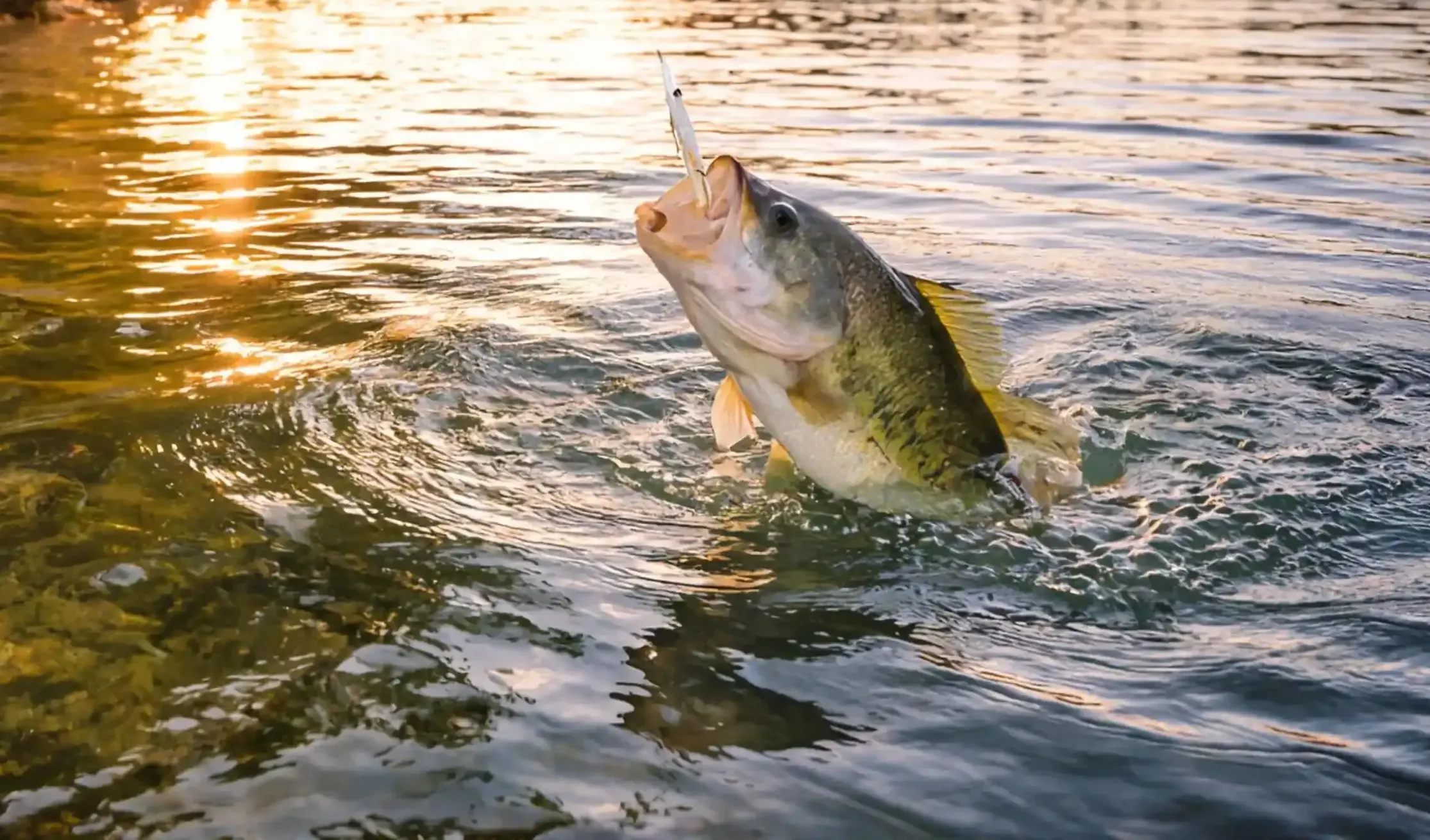 Bass on Lake Guntersville