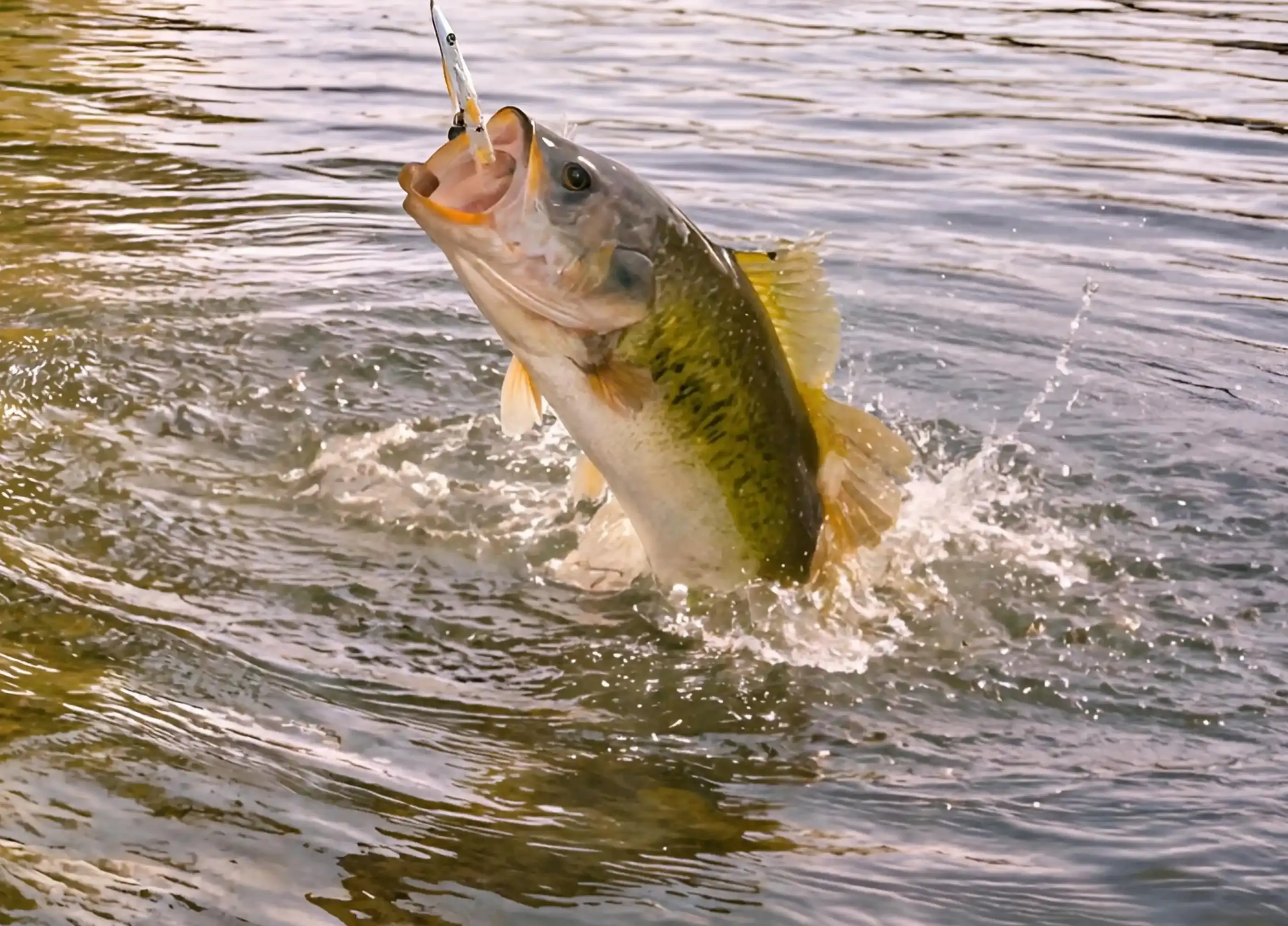 Guided bass fishing
