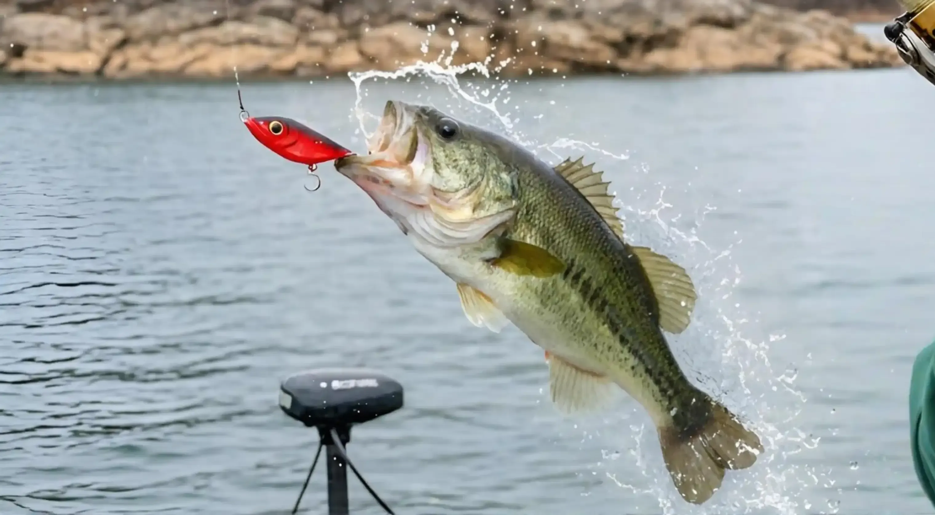 Bass caught with Captain Shane